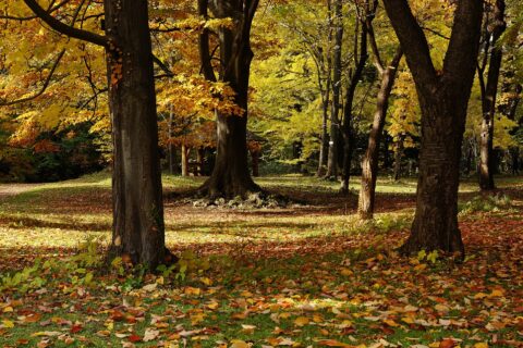 At Hokkaido University Botanical Gardens in Sapporo, Hokkaido prefecture, Japan.
