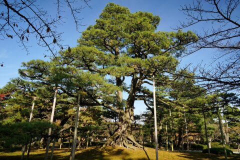 兼六園。 所在地は石川県金沢市。