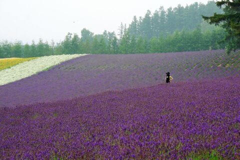 Furano Lavender Fields: At Farm Tomita in Nakafurano , Hokkaido , Japan .