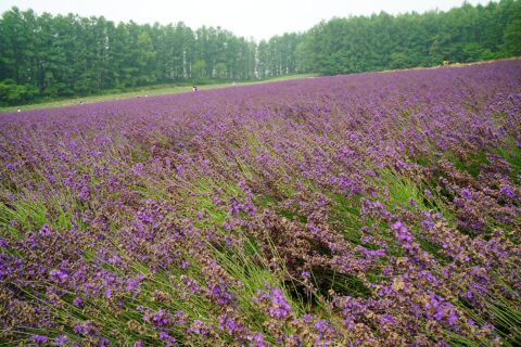 Furano Lavender Fields: At Farm Tomita in Nakafurano , Hokkaido , Japan .