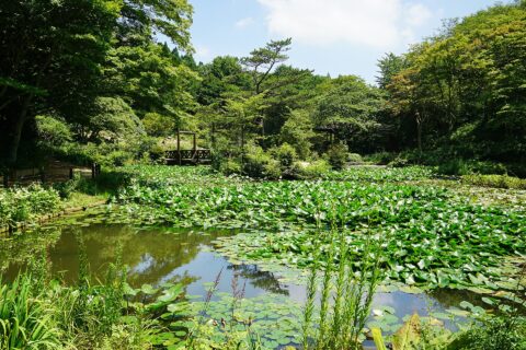 六甲高山植物園。 所在地は兵庫県神戸市。
