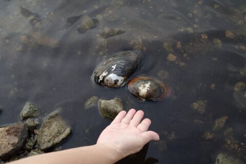 ドブガイ（Sinanodonta woodiana）。淡水に生息するイシガイ科の二枚貝。鹿児島県の藺牟田池での写真。