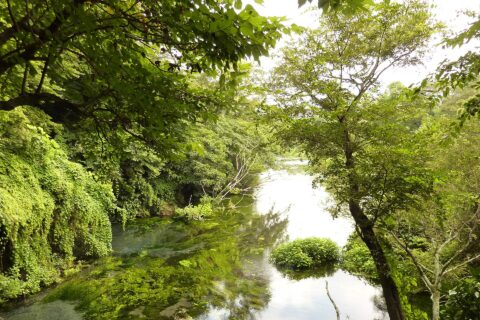 狩野川水系柿田川を第一展望台より撮影。画像左の砂地は湧水の｢わき間｣。