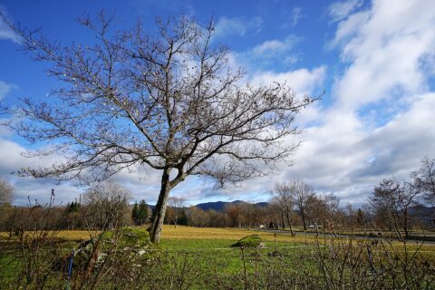 At Torokawataira in Kami, Hyogo prefecture, Japan.