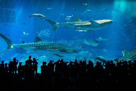 Kuroshio Sea Tank