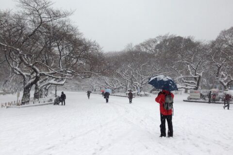 2014年2月8日の大雪に見舞われた上野恩賜公園
