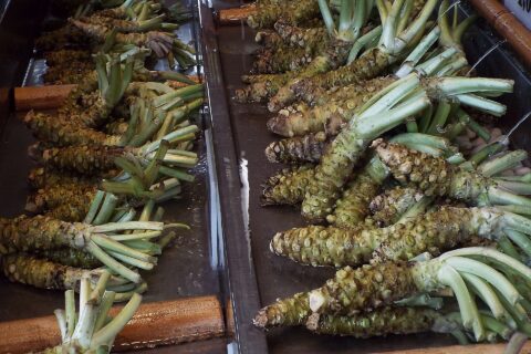 ​2016-07-03 Daio Wasabi Farm 大王わさび農園