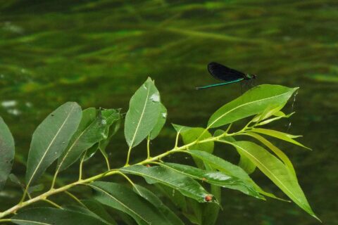 Daio Wasabi Farm 大王わさび農園 蓼川,アオハダトンボ Calopteryx japonica male