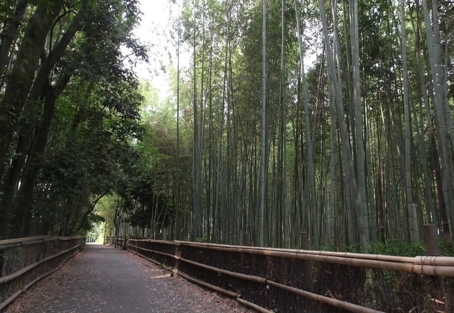 嵐山竹林小徑