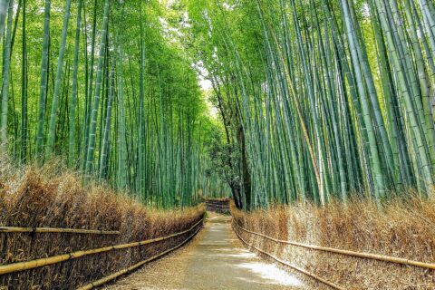 Arashiyama Bamboo Grove: Bamboo forest in Arashiyama（Sagano), Kyoto, Japan.