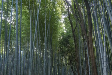 Arashiyama Bamboo Grove: Sagano Bamboo forest