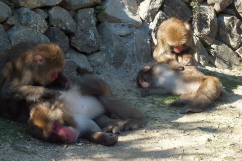 ​2025-11-23 Japanese macaques at Awajishima Monkey Center in 2025 淡路島モンキーセンター