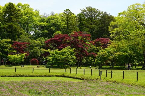 後楽園。 所在地は岡山県岡山市。