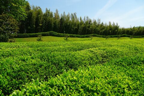 後楽園。 所在地は岡山県岡山市。