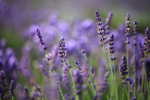 Furano Lavender Fields — photo 5