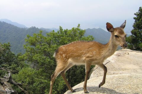 Miyajima, Japan.