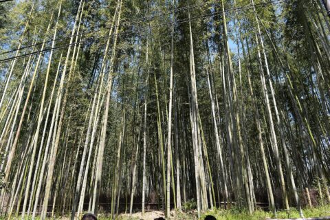 Arashiyama Bamboo Grove — photo 4