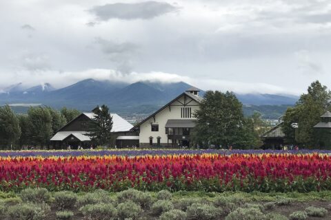 Furano Lavender Fields — photo 6
