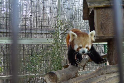 ​レッサーパンダ。熱川バナナワニ園（静岡県賀茂郡東伊豆町）