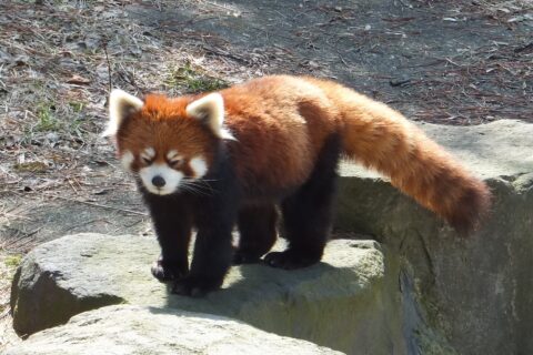 レッサーパンダ（秋田市大森山動物園）