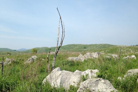 秋吉台の石灰岩(左側に見えるのは桂木山)
