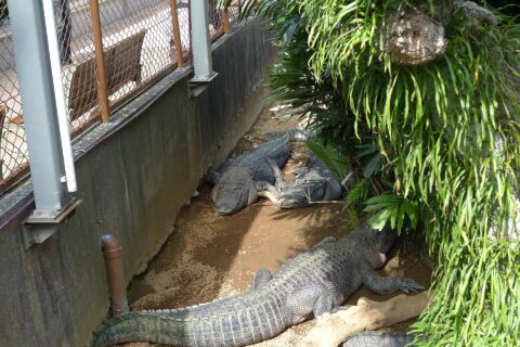 ワニ。熱川バナナワニ園（静岡県賀茂郡東伊豆町）