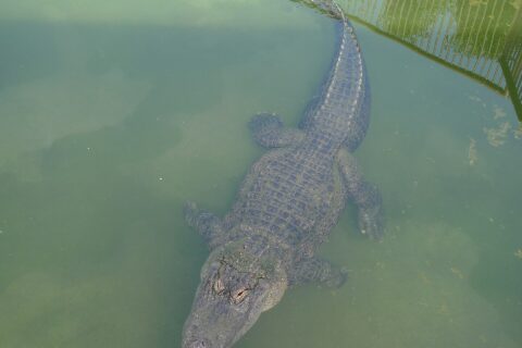 Alligator, Atagawa Tropical & Alligator Garden, Izu town, Kamo-gun, Shizuoka pref, Japan