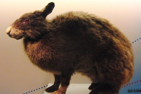 アマミノクロウサギ（Pentalagus furnessi）の剥製。国立科学博物館の展示。