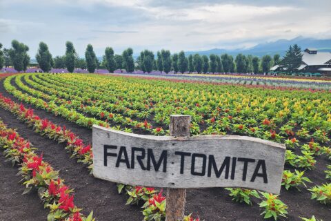Furano Lavender Fields — photo 7