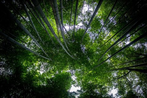 Arashiyama Bamboo Grove: Sagano Bamboo Forest, Kyoto