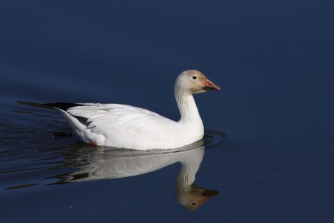 Snow goose (Anser caerulescens), Cap Tourmente National Wildlife Area, Quebec, Canada