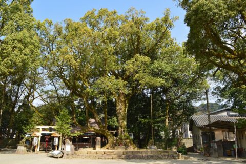 ​青井阿蘇神社 クスノキ
