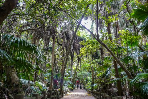 宮崎県宮崎市青島にある青島神社。亜熱帯性植物が繁茂する境内