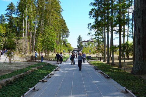 宮城県松島町、瑞巌寺の参道。2011年3月11日の東日本大震災によって発生した津波により杉木立の多くが枯死した。