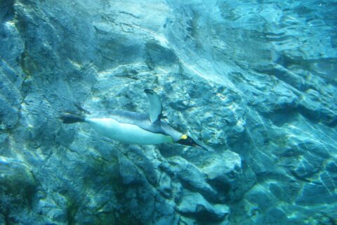 キングペンギンの泳ぐ姿。旭川市旭山動物園にて。