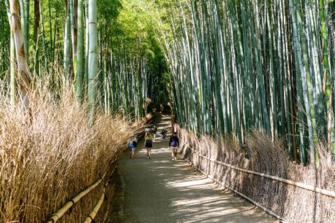 Arashiyama Bamboo Grove: Sagano Bamboo forest
