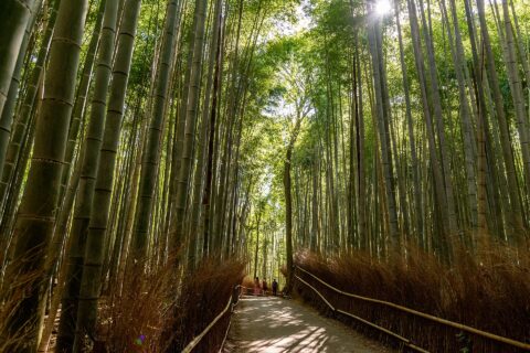 Arashiyama Bamboo Grove: Sagano Bamboo forest