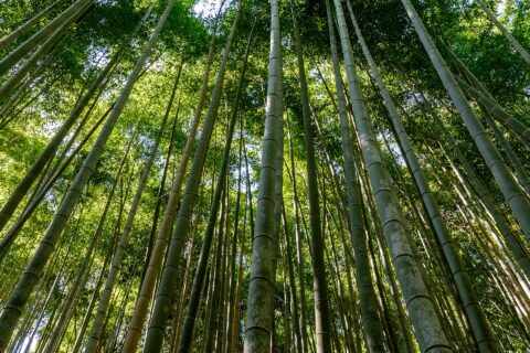 Arashiyama Bamboo Grove: Sagano Bamboo forest