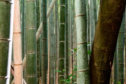 Arashiyama Bamboo Grove: Sagano Bamboo forest