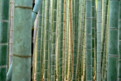 Arashiyama Bamboo Grove: Sagano Bamboo forest