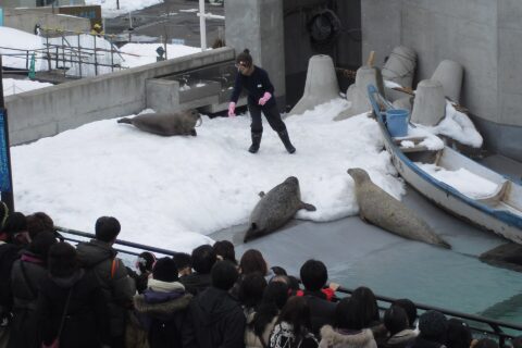 旭山動物園 ゴマフアザラシ