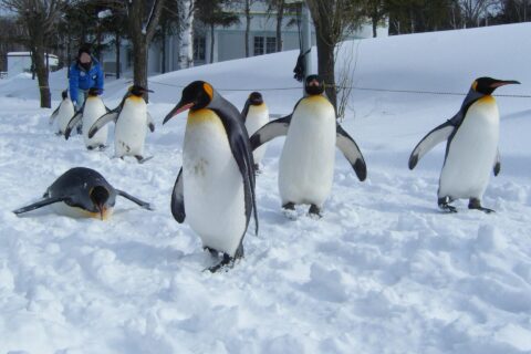 旭川市旭山動物園でのペンギンの散歩
