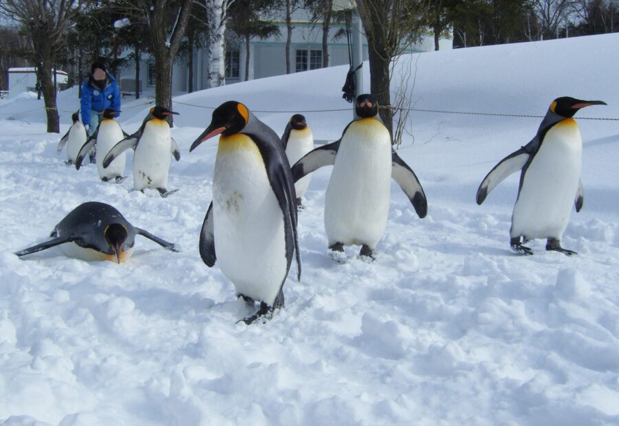 Asahiyama Zoo, Hokkaido