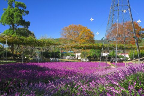 晩秋のフラワーステージ（あしかがフラワーパークにて）（栃木県足利市）