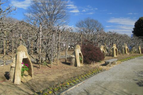 早春のあしかがフラワーパーク（栃木県足利市）