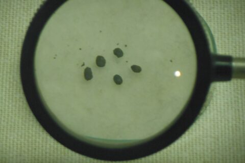 Carbonized rice grains, excavated from Nabatake Site. These are produced in B.C.5th to 4th century.