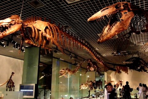 バシロサウルス・ケトイデス（Basilosaurus cetoides）（左）とティロサウルス・プロリゲル（Tylosaurus proriger）（右）の骨格標本。国立科学博物館の展示。