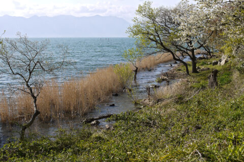 琵琶湖中部湖岸（琵琶湖国定公園第2種特別地域）, 滋賀県近江八幡市長命寺町にて。