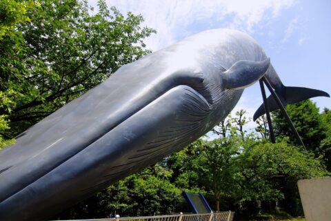 シロナガスクジラの実物大模型。国立科学博物館の展示。