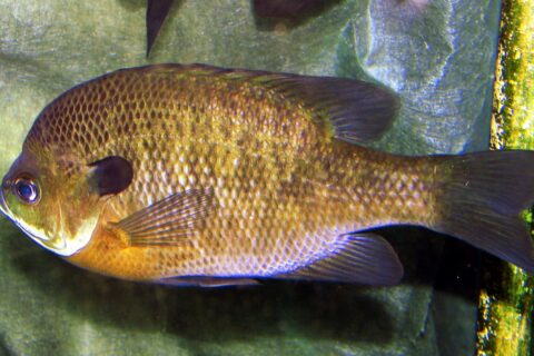 Bluegill (Lepomis_macrochirus) at Lousiville Zoo in Kentucky